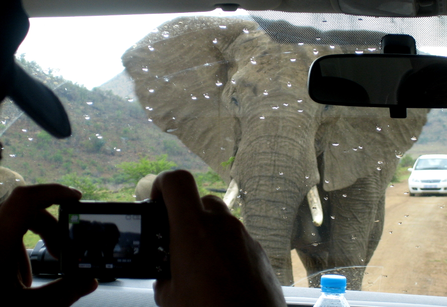 Elefant vs Auto Johannesburg