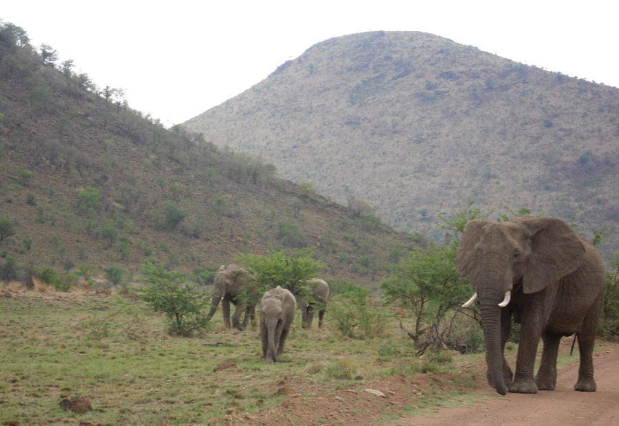 Elefanten Johannesburg