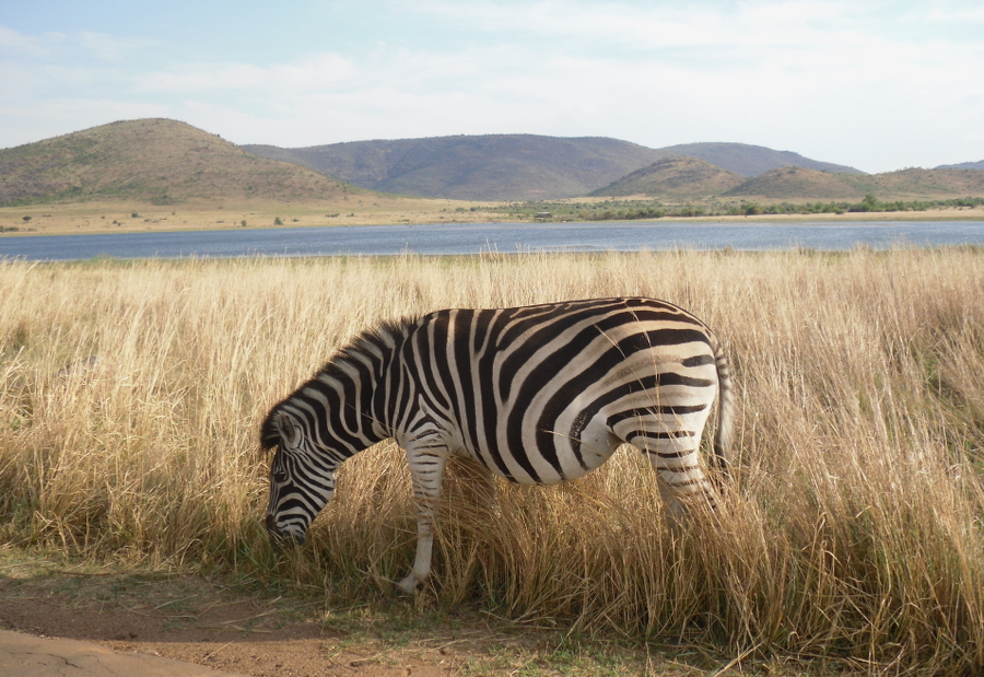 Zebra Johannesburg